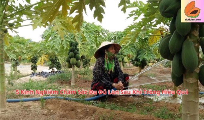 5 Kinh Nghiệm Chăm Sóc Đu Đủ Lùn Sau Khi Trồng Hiệu Quả