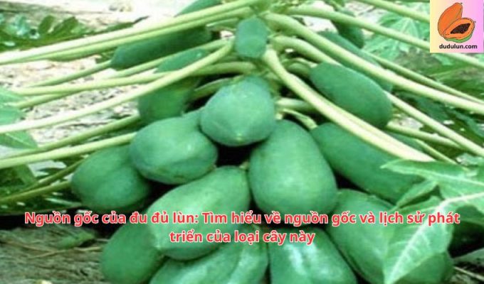 Nguồn gốc của đu đủ lùn: Tìm hiểu về nguồn gốc và lịch sử phát triển của loại cây này